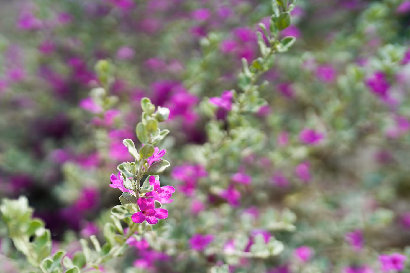 Tuyết Sơn Phi Hồng có tên khoa học là Leucophyllum frutescens, có nguồn gốc từ Texas, và phân bố chủ yếu ở sa mạc Chihuahuan và miền bắc Mexico. Đến nay, cây Tuyết Sơn Phi Hồng đã được trồng rất nhiều ở Đông Nam Á và Florida do phù hợp với khí hậu nhiệt đới ẩm, cây nở hoa rất đẹp. Tuyết Sơn Phi Hồng còn thể hiện sức sống mãnh liệt trong mọi điều kiện khắc nghiệt, tượng trưng cho ý chí và sức mạnh của một người đàn ông.