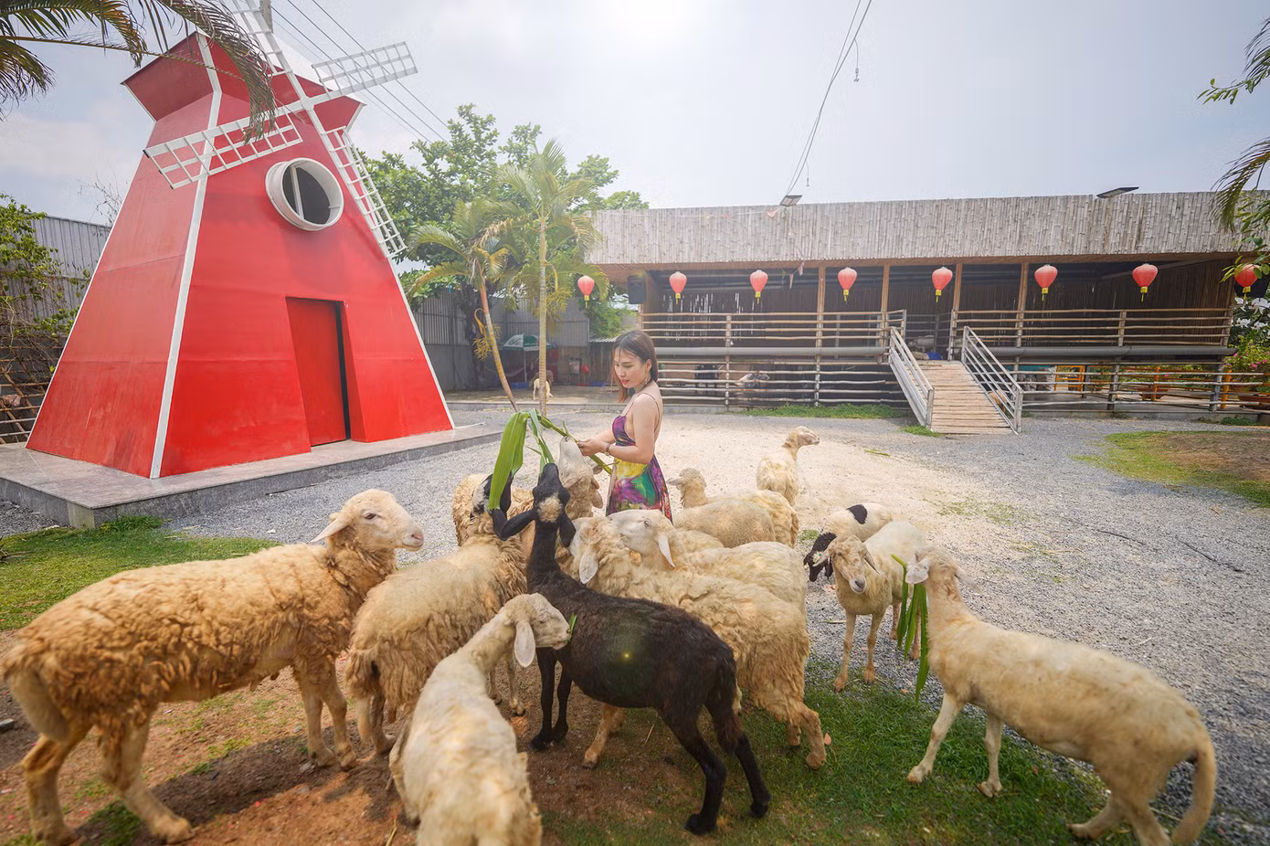 Kế bên vườn hoa Tuyết Sơn Phi Hồng là trang trại cừu. Trong trang trại có hơn 50 chú cừu khá thân thiện, nhất là khi du khách tham quan mang theo thức ăn.