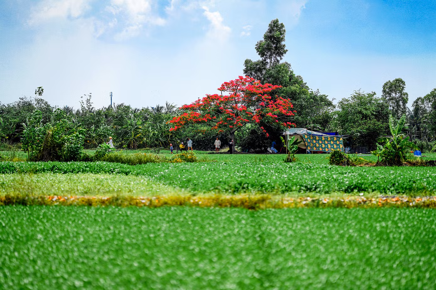 Ở TPHCM, giữa hàng triệu bóng cây, một cây phượng nở rộ, đơn lẻ, lại có khung cảnh hoang sơ, tĩnh lặng như thế này rất hiếm. Anh Nguyễn Vũ Khánh (nhiếp ảnh gia tự do) cho biết: “Tôi đã chụp nhiều nơi, nhưng không gian ở đây mang lại cảm giác hoài niệm đặc biệt. Ánh nắng chiều xuyên qua tán lá, màu hoa đỏ nổi bật giữa bầu trời xanh, tất cả tạo nên bức tranh mùa hè rất nên thơ” Ở TPHCM, giữa hàng triệu bóng cây, một cây phượng nở rộ, đơn lẻ, lại có khung cảnh hoang sơ, tĩnh lặng như thế này rất hiếm. Anh Nguyễn Vũ Khánh (nhiếp ảnh gia tự do) cho biết: “Tôi đã chụp nhiều nơi, nhưng không gian ở đây mang lại cảm giác hoài niệm đặc biệt. Ánh nắng chiều xuyên qua tán lá, màu hoa đỏ nổi bật giữa bầu trời xanh, tất cả tạo nên bức tranh mùa hè rất nên thơ”