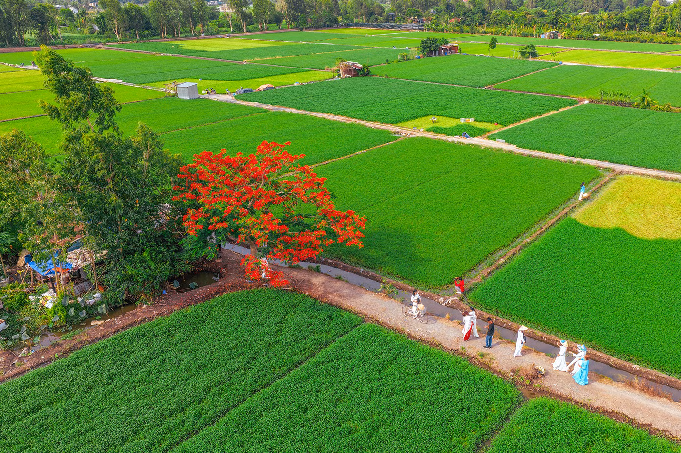 TPHCM đang bước vào mùa phượng nở, và một trong những điểm “check-in” đang gây sốt cộng đồng mạng là cây phượng vĩ cổ thụ ở quận 12. Ảnh: Luân Thành TPHCM đang bước vào mùa phượng nở, và một trong những điểm “check-in” đang gây sốt cộng đồng mạng là cây phượng vĩ cổ thụ ở quận 12. Ảnh: Luân Thành