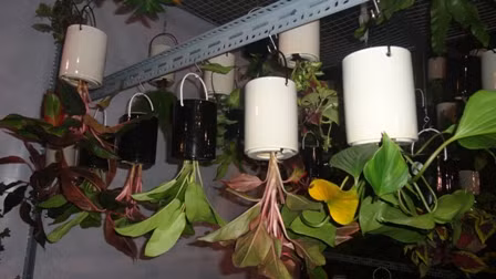 Những chậu hoa mọc ngược với giá 35.000 đồng