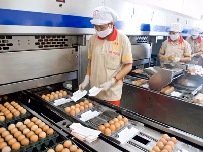 Công nhân đang dán nhãn mác đóng gói trứng gà. Ảnh: Ngọc Châu