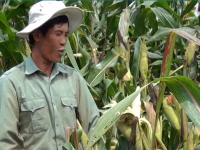 Bắp không hạt ở xã Đăk Pơ Pho –Kông Chro, Gia Lai
