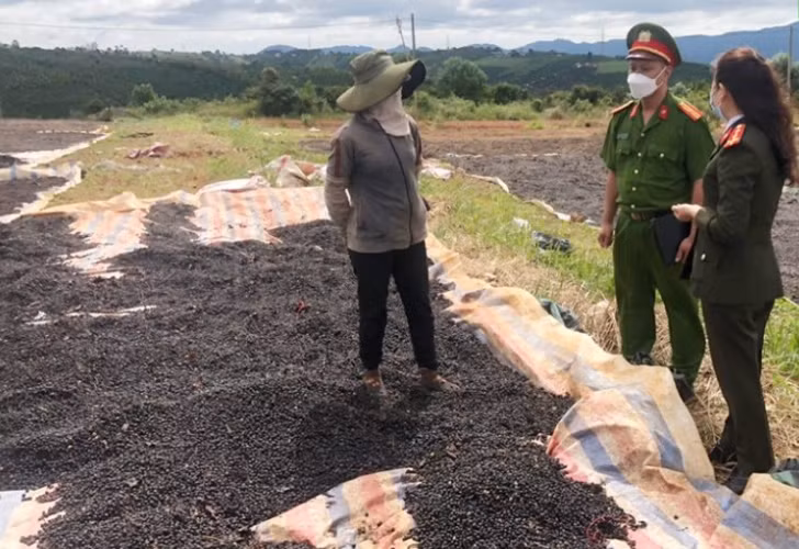 Công an đến tận các cơ sở thu mua cà phê đề nghị phối hợp đảm bảo an ninh, trật tự trên địa bàn Công an đến tận các cơ sở thu mua cà phê đề nghị phối hợp đảm bảo an ninh, trật tự trên địa bàn