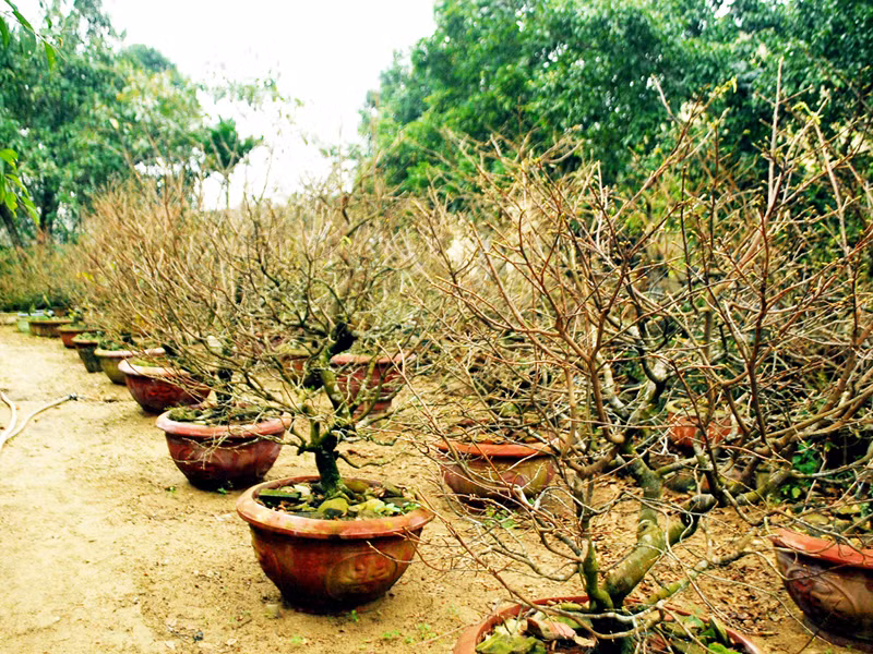 Vườn mai thế tuyệt đẹp này có thế lỗi hẹn nở dịp Tết. Ảnh: N.Cường