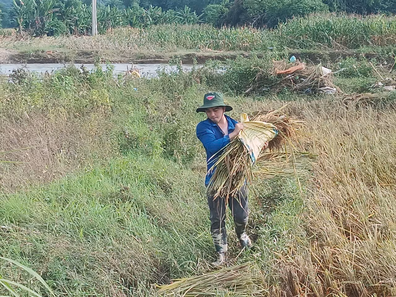 Sinh viên tình nguyện đi thu hoạch lúa sau mưa lũ. Sinh viên tình nguyện đi thu hoạch lúa sau mưa lũ.