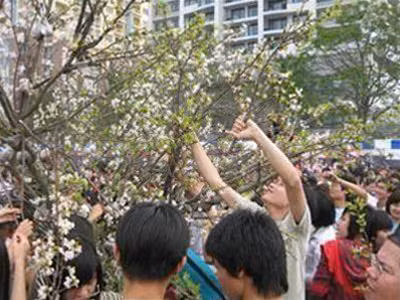 Lễ hội hoa anh đào Nhật Bản diễn ra ngày 6/4/2008 tại Triển lãm Giảng Võ đã thu hút hàng nghìn người dân tới chiêm ngưỡng. Đáng buồn là ngay khi Lễ hội còn chưa kết thúc, 3 cây hoa anh đào tươi chuyển từ Nhật Bản sang đã bị đám đông vặt trụi đến trơ gốc. Ảnh : Phan Kiền.