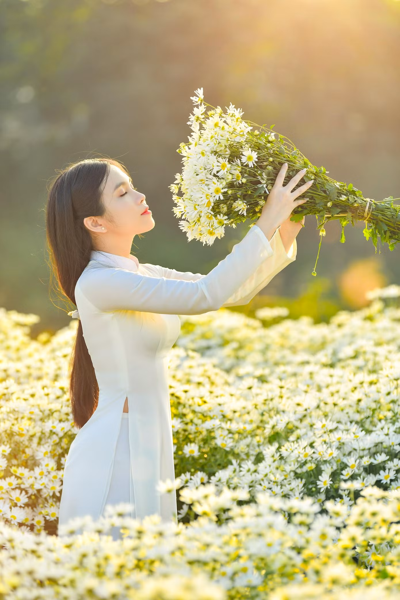 Cúc Họa Mi - Loài hoa tượng trưng cho tình yêu thầm lặng của người Thiếu nữ