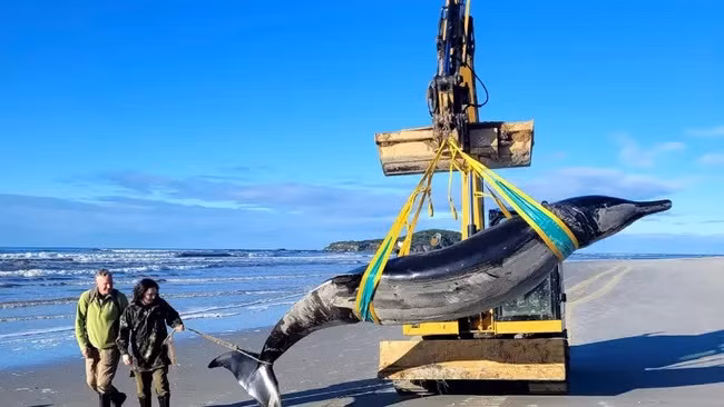 Xác cá voi mỏ dài hơn 5m được đưa ra khỏi bãi biển gần Taieri Mouth, Otago, New Zealand. (Ảnh: Bộ Bảo tồn New Zealand)