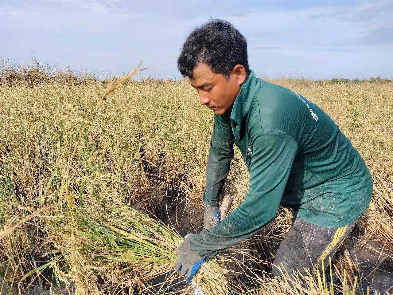 Do đất mềm, nhiều sình lầy, máy gặt liên hợp không thể hoạt động được, nên chủ vuông tôm - lúa phải thuê nhân công gặt tay. Do đất mềm, nhiều sình lầy, máy gặt liên hợp không thể hoạt động được, nên chủ vuông tôm - lúa phải thuê nhân công gặt tay.