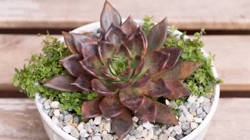 Không chỉ có hoa, các chậu cây mini như sen đá, xương rồng cũng rất đắt khách thời điểm này, bởi có giá trị sử dụng lâu hơn hoa tươi và cũng có nhiều ý nghĩa. Không chỉ có hoa, các chậu cây mini như sen đá, xương rồng cũng rất đắt khách thời điểm này, bởi có giá trị sử dụng lâu hơn hoa tươi và cũng có nhiều ý nghĩa.