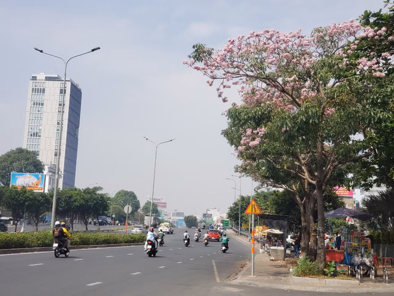 Nhiều người dân đã quen chờ đợi để ngắm loài hoa này bung nở khắp đường phố vào dịp Tết.