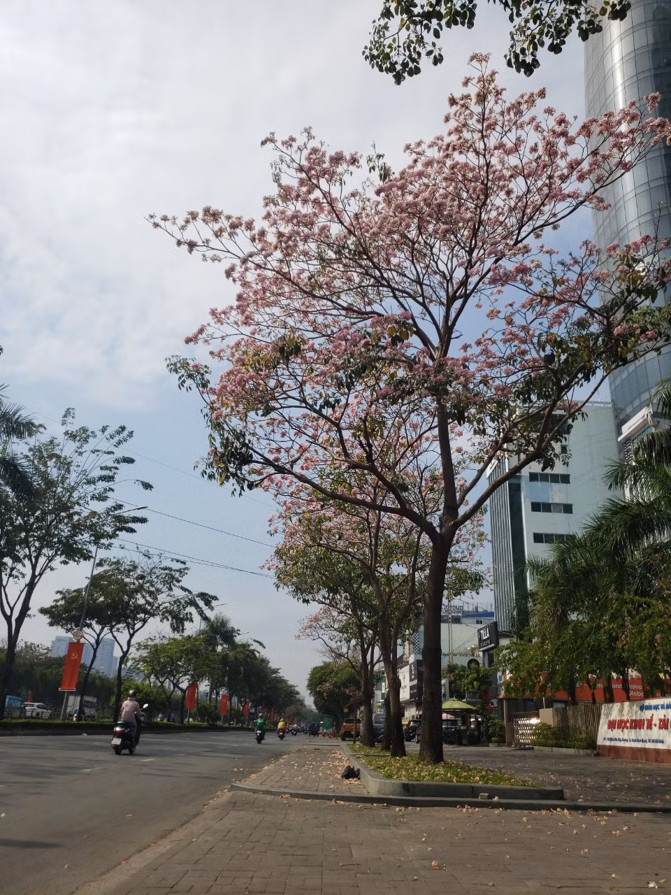 Không chỉ có những tuyến đường quen thuộc như Điện Biên Phủ (quận Bình Thạnh); Võ Văn Kiệt, Hàm Nghi (Q. 1) mà gần đây trên đường Tố Hữu (TP. Thủ Đức) cũng có nhiều gốc kèn hồng nở rộ, nối dài làm con đường này càng trở nên lãng mạn hơn.