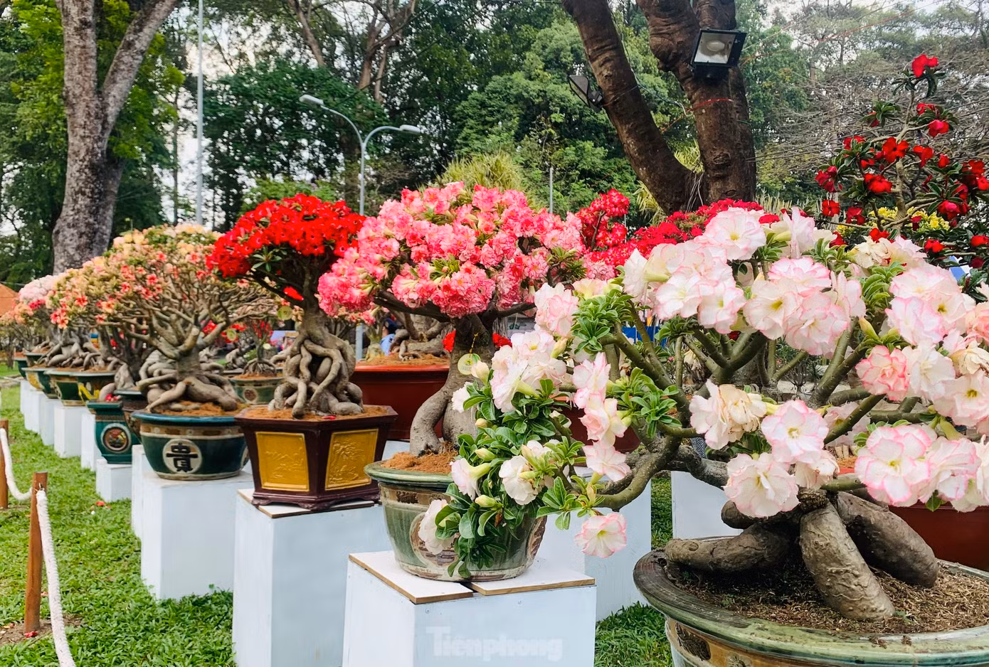 Rất nhiều các loại hoa được trưng bày tại Hội hoa Xuân Tao Đàn. (Ảnh: Phạm Nguyễn)
