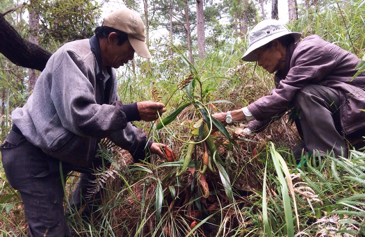 Lên rừng tìm dược liệu