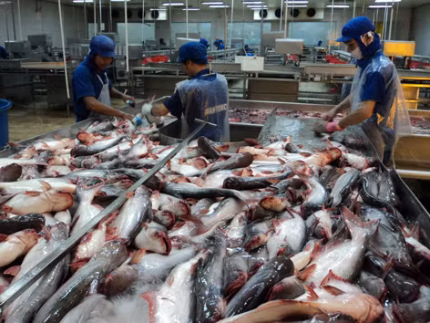 Cty Bình An mỗi ngày tiêu thụ 60-70 tấn cá tra. ẢNH: SÁU NGHỆ