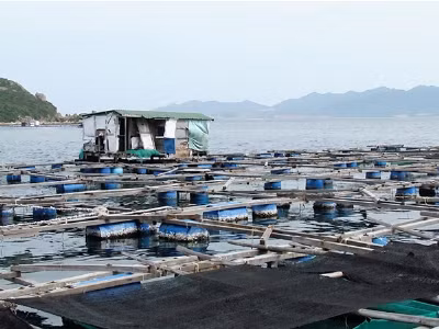 Bè cá của người Trung Quốc ngay cửa vịnh Cam Ranh. Ảnh: Nguyễn Đình Quân. Bè cá của người Trung Quốc ngay cửa vịnh Cam Ranh. Ảnh: Nguyễn Đình Quân.