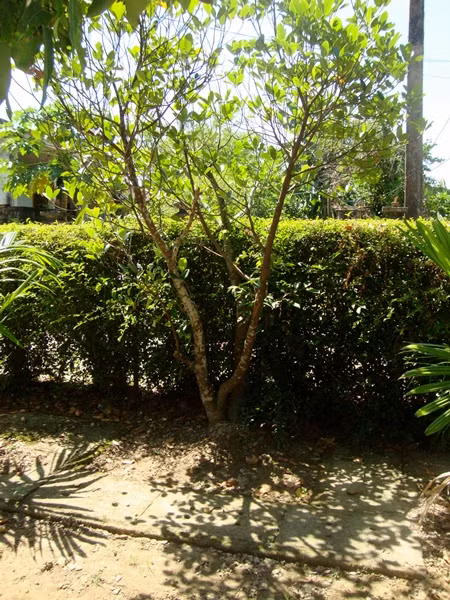 Ông Hàm kể, đây là nơi 102 năm trước, Đại tướng lọt lòng mẹ.Năm ấy là năm Tân Hợi, vào mùa nước lũ, cậu bé Võ Nguyên Giáp đã cất tiếng khóc chào đời trong một cái chòi cao cất tạm dưới gốc cây mít cổ thụ ở chính địa điểm này. Ông Hàm kể, đây là nơi 102 năm trước, Đại tướng lọt lòng mẹ.Năm ấy là năm Tân Hợi, vào mùa nước lũ, cậu bé Võ Nguyên Giáp đã cất tiếng khóc chào đời trong một cái chòi cao cất tạm dưới gốc cây mít cổ thụ ở chính địa điểm này