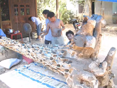 Chế tác trầm hương từ dó vườn đang là ngã rẽ đổi đời của xứ trầm Nông Sơn (Quảng Nam) 