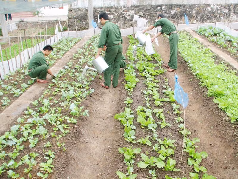 Chiến sĩ đảo Hòn Mê chăm sóc rau xanh