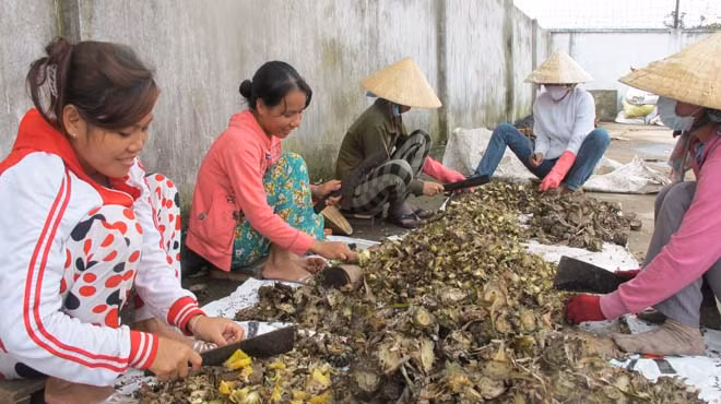 Công nhân băm nhỏ cuống dứa trước khi chế biến thành thức ăn chăn nuôi xuất khẩu tại Công ty TNHH Kim Nghĩa (TP.HCM). Ảnh: Trần Mạnh