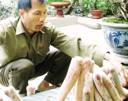 Nhung hươu cưa xong cần được chế biến ngay