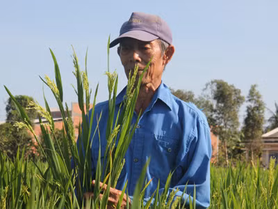 Ông Nguyễn Văn Bền và giống lúa do ông Wen trồng “khảo nghiệm”. Ông Nguyễn Văn Bền và giống lúa do ông Wen trồng “khảo nghiệm”