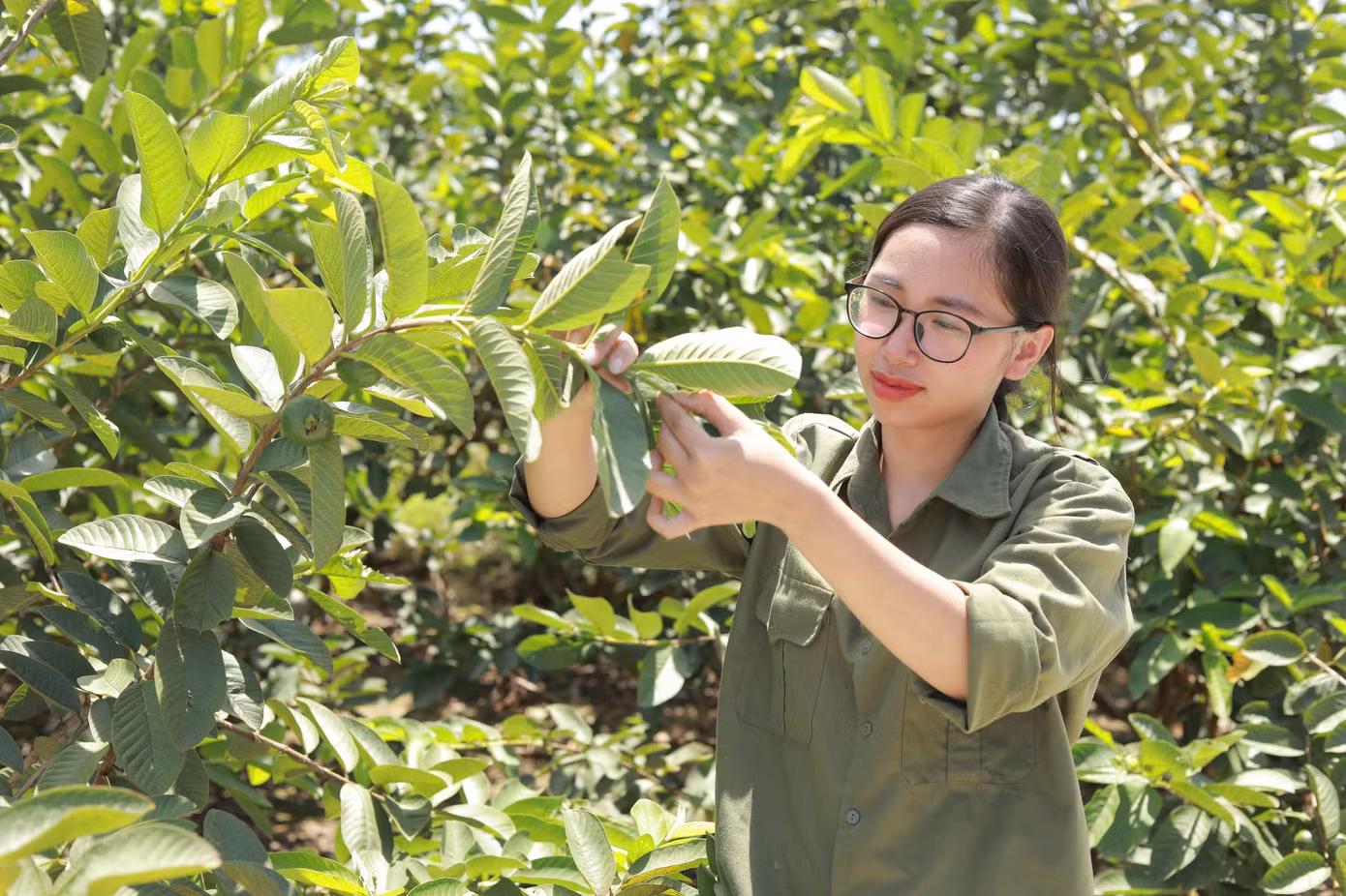 Chị Nguyễn Ngọc Lan quyết định từ bỏ công việc tại Hà Nội để trở về quê hương nghiên cứu và phát triển trà lá ổi.