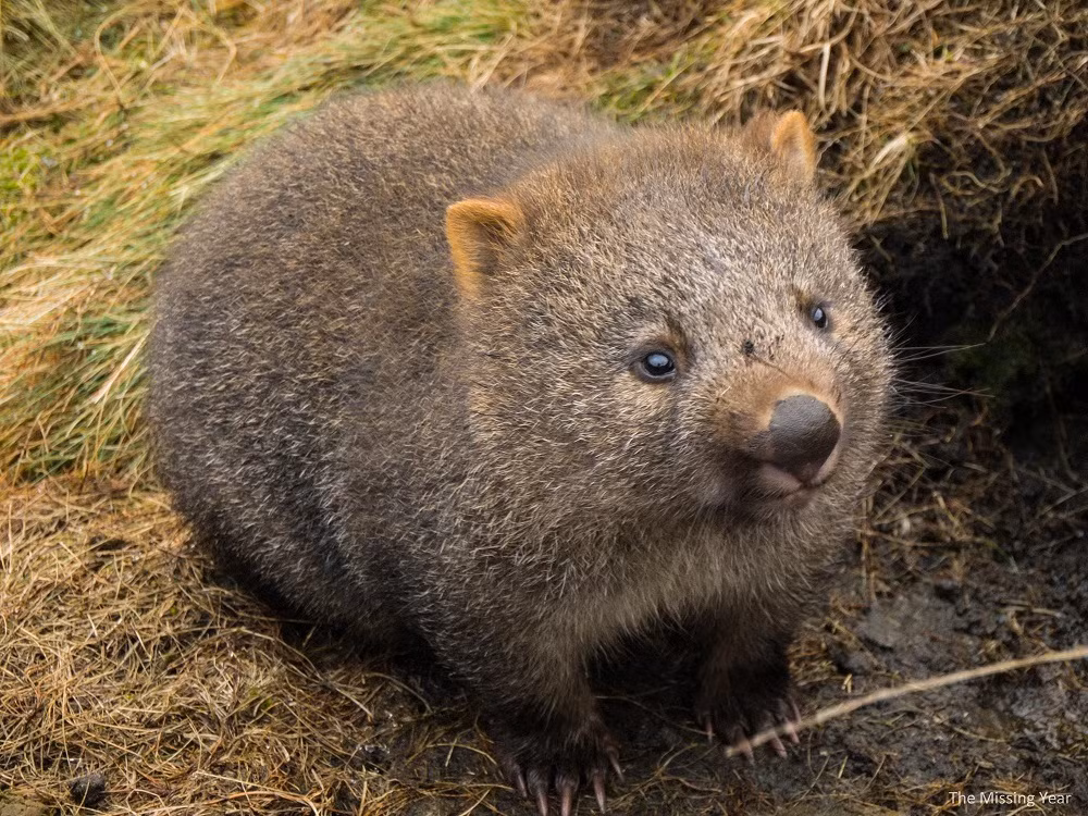 Loài wombat - gấu túi mũi trần. Loài wombat - gấu túi mũi trần.