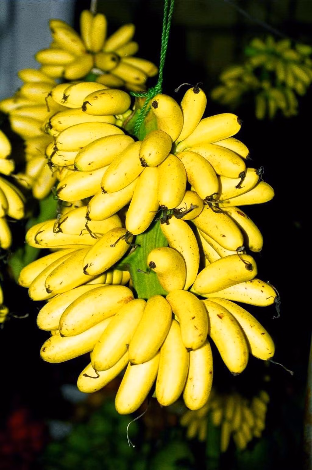 Chuối ngự Đại Hoàng.