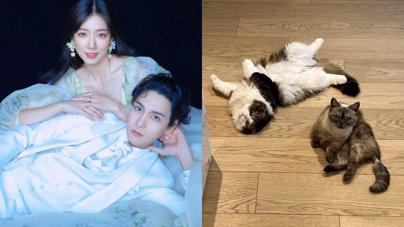 Trên Instagram cá nhân, Park Shin Hye vẫn giữ thói quen khoe ảnh 2 chú mèo cưng sau khi về chung một nhà với Tae Joon.