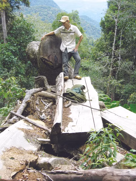 Rừng phòng hộ Sông Tranh bị tàn phá