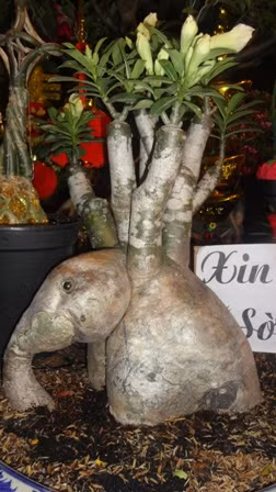 ông ngộ nghĩnh