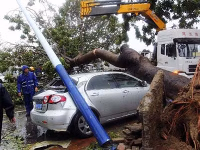 Gió lớn khiến một cây lớn bật gốc, đổ thẳng vào chiếc xe ô tô. Đổ bộ vào đảo Hải Nam chiều qua, siêu bão Haiyan khiến cuộc sống người dân bị đảo lộn. Ảnh: hinews.cn