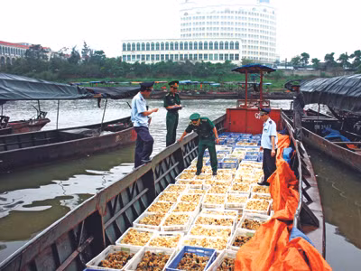 Đồn Biên phòng Cửa khẩu quốc tế Móng Cái (Quảng Ninh) phát hiện, thu giữ 40.000 con gà nhập lậu ngày 9/4. ảnh: Thành duy. Đội QLTT số 1 (Lạng Sơn) tạm giữ