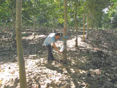 Cao su HAGL tại huyện Chư Prông