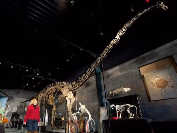 Hóa thạch bộ xương khủng long Diplodocus Longus. (Nguồn: news168.co.uk)