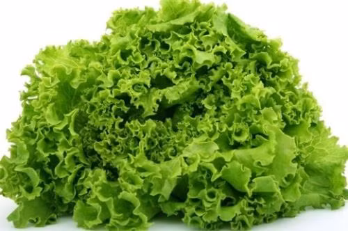 Bài thuốc chữa tắc tia sữa hiệu quả ảnh 2 Bài thuốc chữa tắc tia sữa hiệu quả ảnh 2