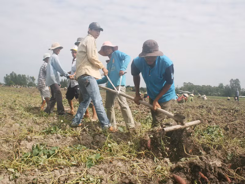 Thu hoạch khoai lang ở xã Tân Thành, huyện Bình Tân Ảnh: Hoàng Trung
