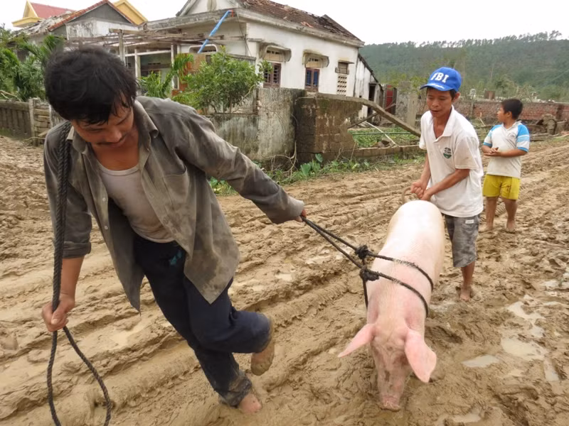 Nhiều người vẫn chưa tìm thấy vật nuôi của mình