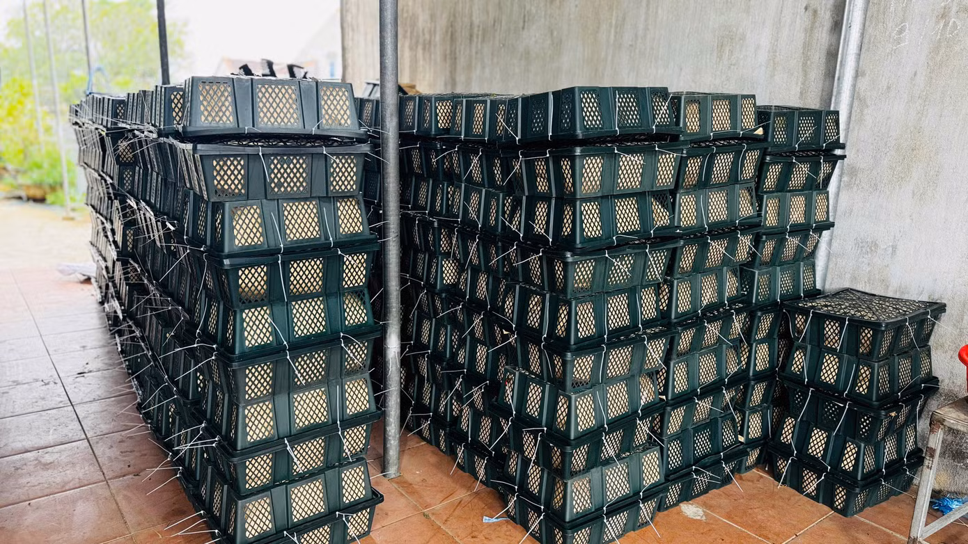 Theo các thương lái, nguyên nhân giá ớt tăng cao là do nhu cầu tiêu thụ mạnh từ thị trường Trung Quốc. Tuy nhiên, trong khoảng 20 ngày tới, khi vụ thu hoạch rộ đến, giá ớt có thể sẽ giảm. Ảnh: Nguyễn Ngọc. Theo các thương lái, nguyên nhân giá ớt tăng cao là do nhu cầu tiêu thụ mạnh từ thị trường Trung Quốc. Tuy nhiên, trong khoảng 20 ngày tới, khi vụ thu hoạch rộ đến, giá ớt có thể sẽ giảm. Ảnh: Nguyễn Ngọc.