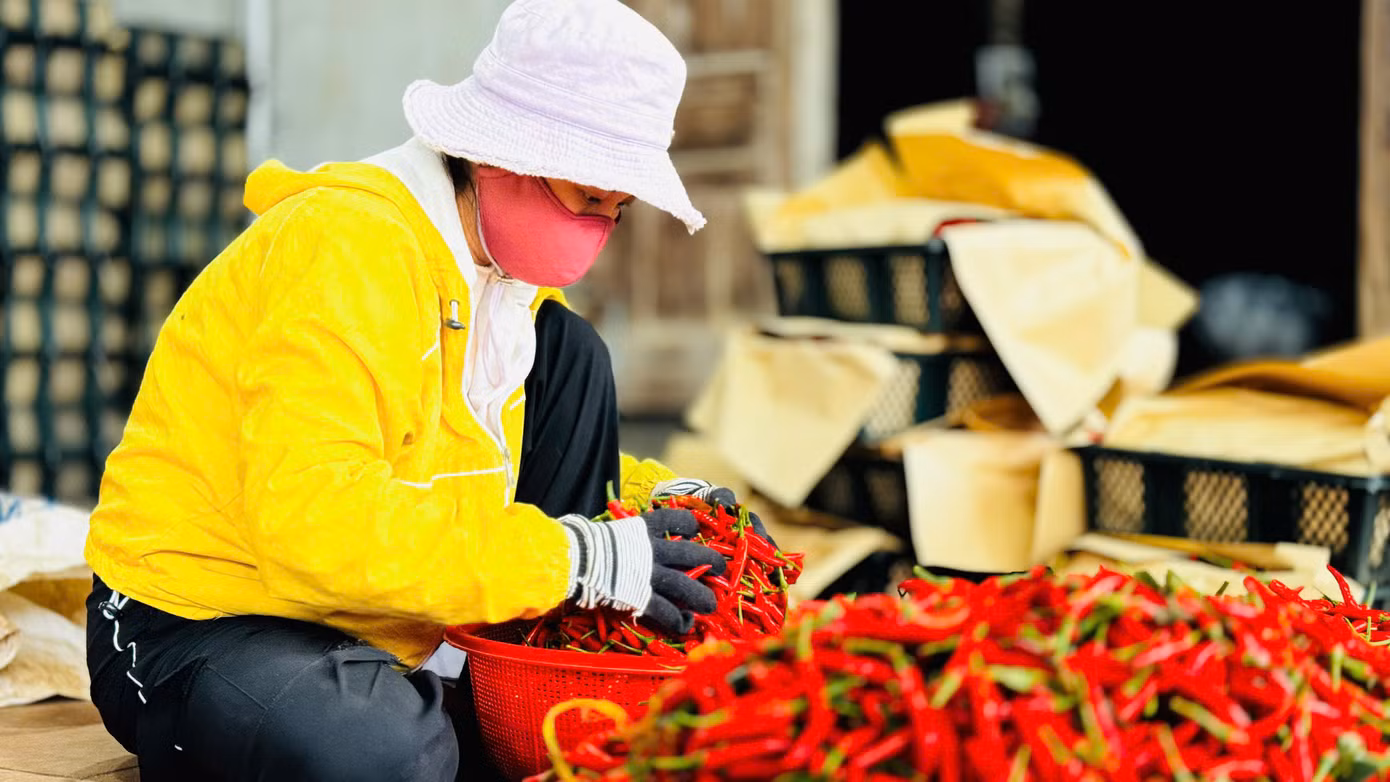Theo các thương lái, nguyên nhân giá ớt tăng cao là do nhu cầu tiêu thụ mạnh từ thị trường Trung Quốc. Tuy nhiên, trong khoảng 20 ngày tới, khi vụ thu hoạch rộ đến, giá ớt có thể sẽ giảm. Ảnh: Nguyễn Ngọc. Theo các thương lái, nguyên nhân giá ớt tăng cao là do nhu cầu tiêu thụ mạnh từ thị trường Trung Quốc. Tuy nhiên, trong khoảng 20 ngày tới, khi vụ thu hoạch rộ đến, giá ớt có thể sẽ giảm. Ảnh: Nguyễn Ngọc.
