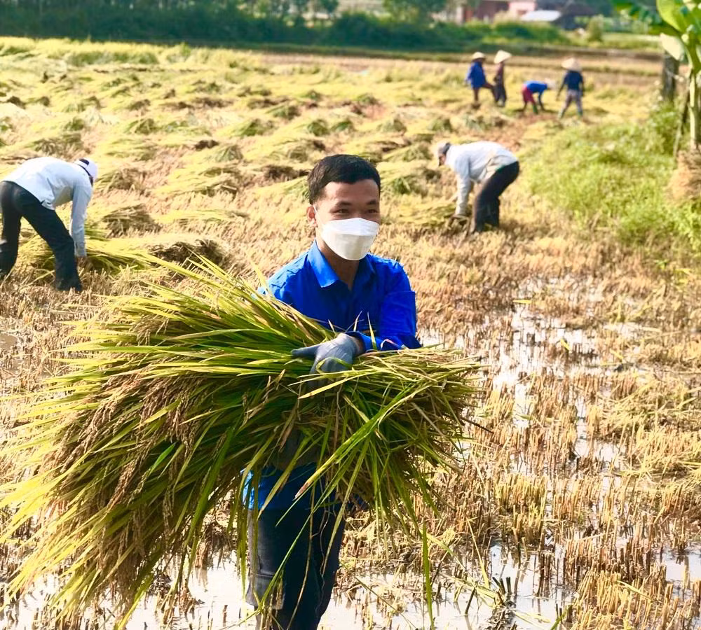 Còn tại xã Bình Mỹ, huyện Bình Sơn các ĐVTN cũng đang ra đồng giúp người dân có hoàn cảnh khó khăn, neo đơn thu hoạch lúa bị ngã đổ.