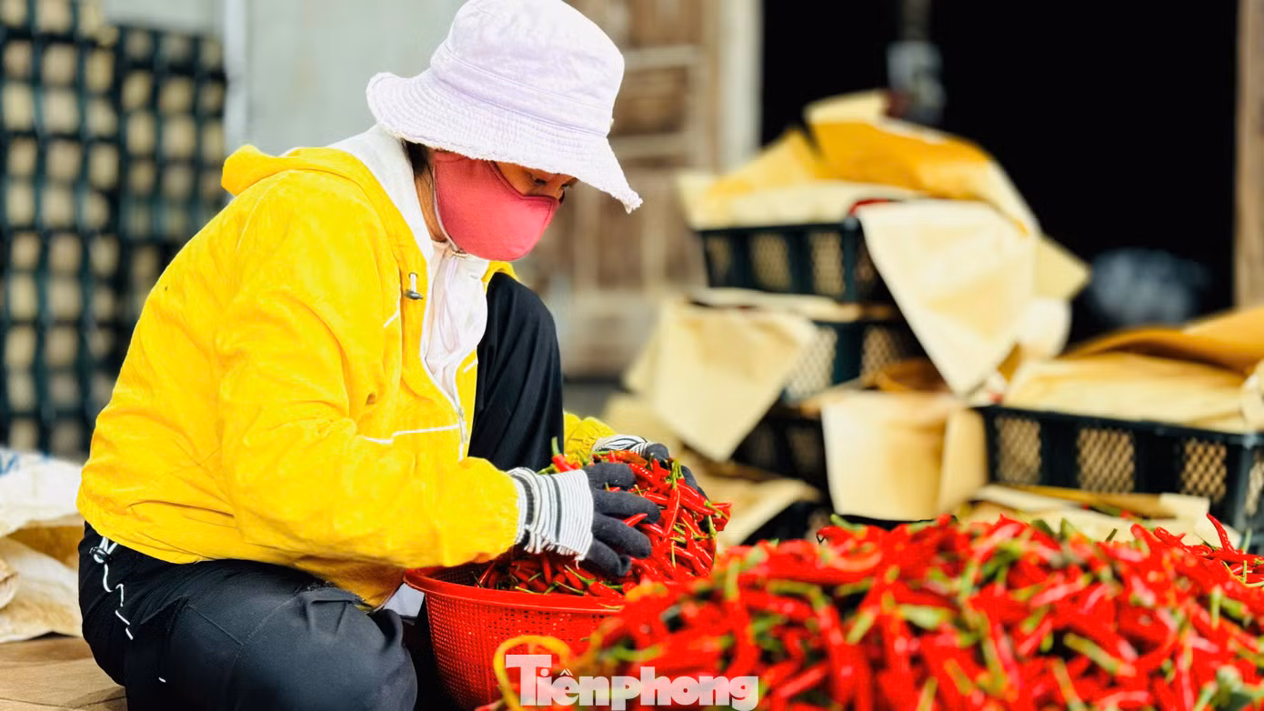 Theo các thương lái, nguyên nhân giá ớt tăng cao là do nhu cầu tiêu thụ mạnh từ thị trường Trung Quốc. Tuy nhiên, trong khoảng 20 ngày tới, khi vụ thu hoạch rộ đến, giá ớt có thể sẽ giảm. Ảnh: Nguyễn Ngọc.