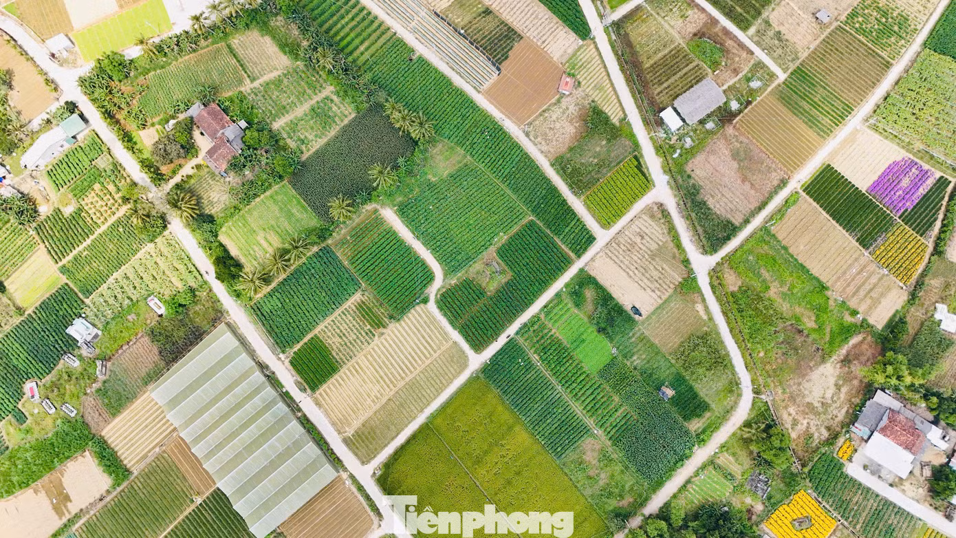 Nghề trồng ớt ở Quảng Ngãi thường được ví như một “canh bạc”, may nhờ rủi chịu. Ảnh: Nguyễn Ngọc.