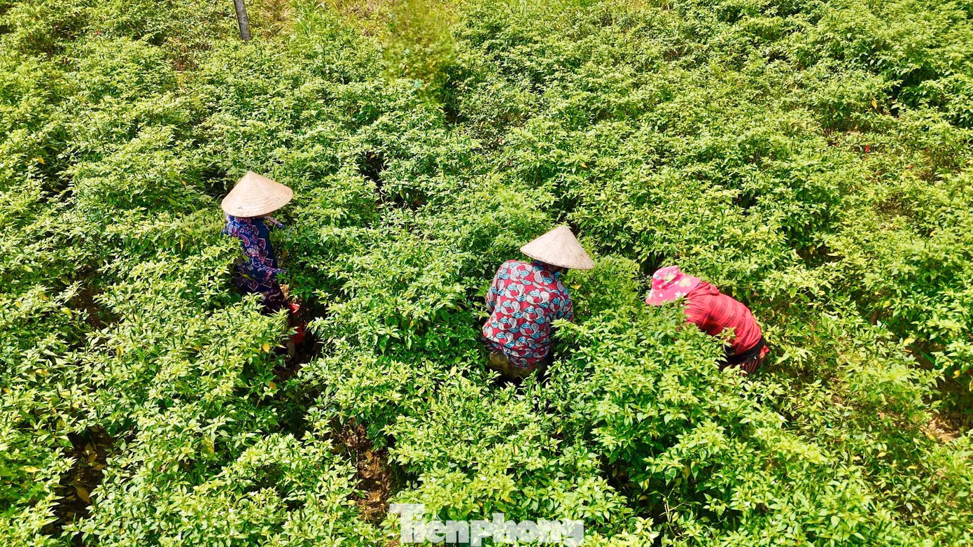 Mỗi năm, nếu thị trường Trung Quốc tiêu thụ mạnh, giá ớt có thể tăng đột biến. Ngược lại, nếu thị trường này “quay lưng”, người nông dân lại đối mặt với thua lỗ nặng nề. Ảnh: Nguyễn Ngọc.