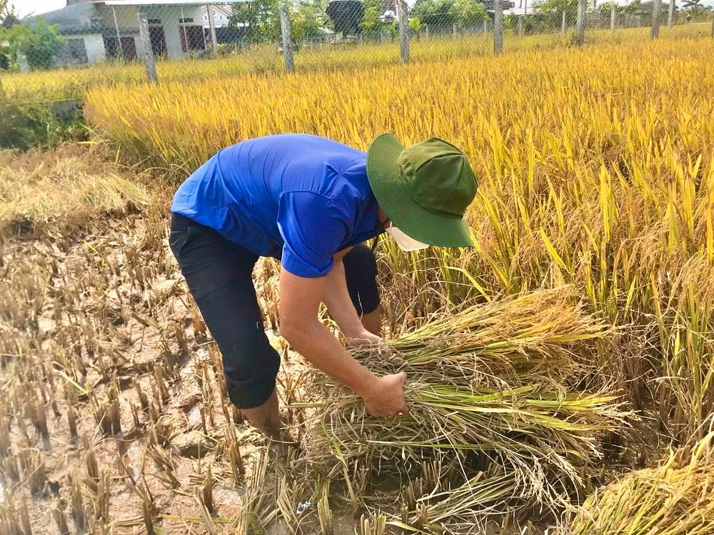 Anh Võ Chí Công một ĐVTN xã Đức Hòa cho biết đa số lúa mùa của bà con đều trong thời điểm sắp thu hoạch. Nhưng giờ lúa lại ngã rạp nên nguy cơ hư hại, mất trắng rất cao nếu không kịp thời thu hoạch.