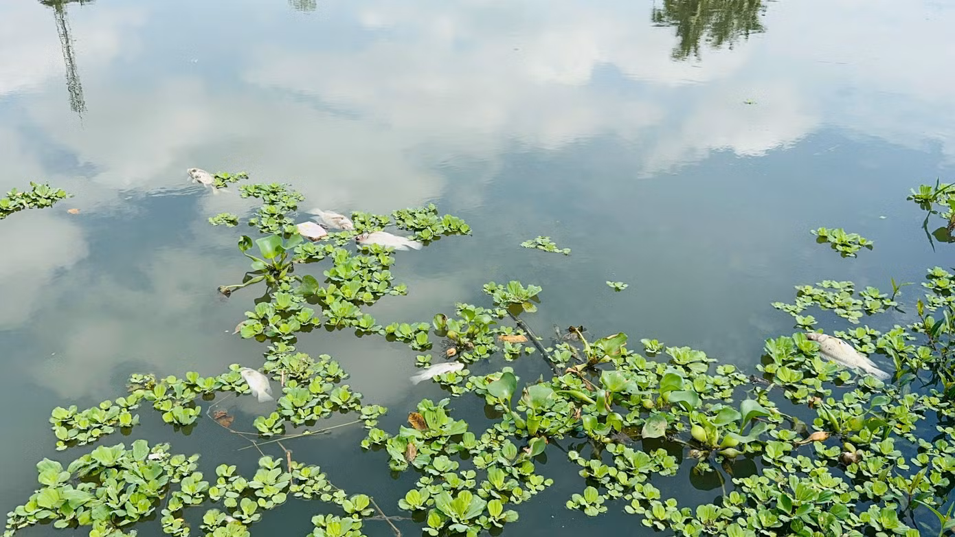 Nước sông có màu đen đục. Ảnh: Nguyễn Ngọc