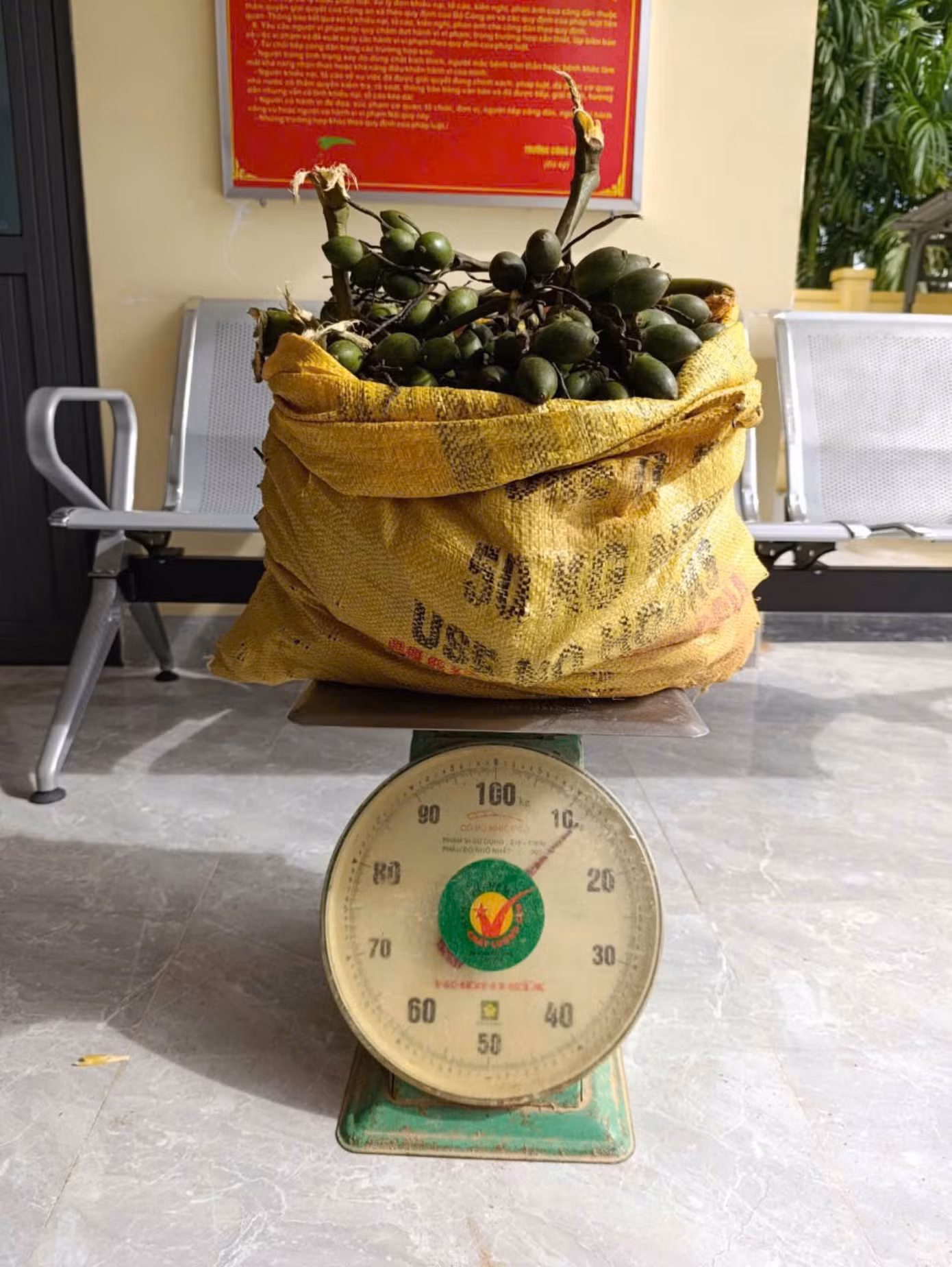 Tang vật được thu giữ là 12kg cau.