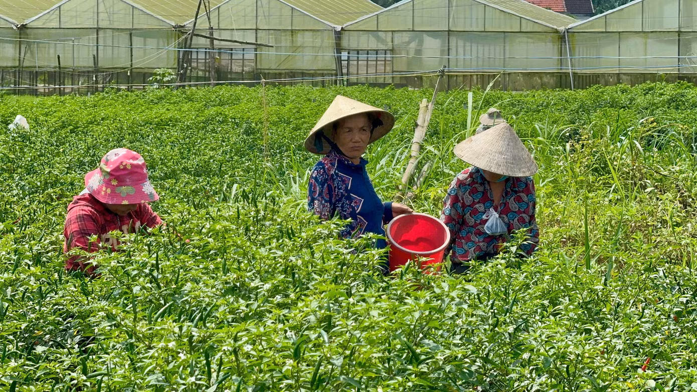 “Gia đình tôi trồng 2 sào ớt và đang cho thu hoạch, hiện thương lái mua với giá 70.000 đồng/kg. Mong sao từ giờ cho đến cuối vụ, giá ớt vẫn giữ mức như vậy để nông dân có lãi”, bà Hà vui mừng nói. Ảnh: Nguyễn Ngọc. “Gia đình tôi trồng 2 sào ớt và đang cho thu hoạch, hiện thương lái mua với giá 70.000 đồng/kg. Mong sao từ giờ cho đến cuối vụ, giá ớt vẫn giữ mức như vậy để nông dân có lãi”, bà Hà vui mừng nói. Ảnh: Nguyễn Ngọc.